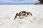 Poo Kai Crab On White Sand Beach Of Tachai Island Similan Nation Stock Photo