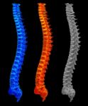 3d Render Illustration Of The Spine Stock Photo