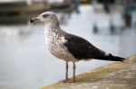 Lonely Seagull On The Docks Stock Photo