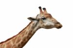 Giraffe Head Shot Isolated Background Stock Photo
