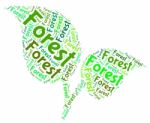 Forest Word Meaning Jungle Copse And Forests Stock Photo