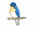 Blue-throated Flycatcher Bird Drawing Stock Photo