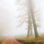 Foggy Forest Stock Photo