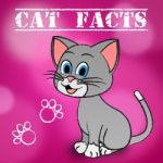 Cat Facts Indicates Details Kitty And Pets Stock Photo