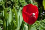 White Crab Spider (misumena Vatiaon) On Red Tulips In An English Stock Photo