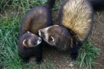 European Polecat (mustela Putorius) Stock Photo