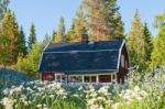 Old Cabin In A Forest Surrounded With Flowers Stock Photo