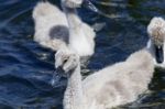 Young Grey Mute Swan Is Swimming Somewhere Stock Photo