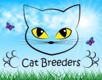 Cat Breeders Shows Breeds Pet And Bred Stock Photo