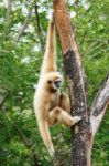 Gibbon (hylobates Lar) Climb Tree In Forest ,chiangrai ,thailand Stock Photo