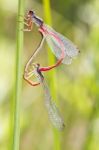 Two Small Red Damselfly (ceriagrion Tenellum) Mating Stock Photo