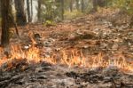 Bushfire In Forest Stock Photo