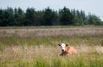 Cow Lying On A Field Of Grass Stock Photo