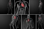 3d Rendering Human Heart Anatomy Stock Photo
