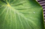Green Leaf With Water Drops For Background Stock Photo