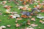 Grey Squirrel (sciurus Carolinensis) Stock Photo