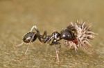 Worker Ants Stock Photo