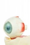 Model Human Eye Isolated On White Background Stock Photo