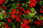 Ornamental Shrub Of Red Berries In Autumn With Raindrops Stock Photo