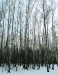 Vertical Thicket Of Birch Trees Landscape Background Stock Photo