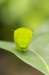 Caterpillar On Soursop Leaf Stock Photo