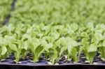 Young Vegetable Seedlings Stock Photo