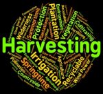 Harvesting Word Means Text Yield And Grain Stock Photo