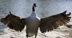 Background With A Canada Goose Stock Photo