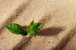Plant In Sand Stock Photo