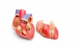 Open Model Of Human Heart Showing Inside Stock Photo