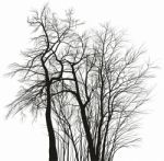Acacia Trees - Black And White Drawing Stock Photo