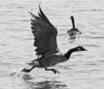 Beautiful Isolated Black And White Photo Of A Canada Goose Taking Off From The Water Stock Photo