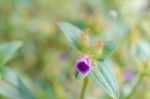 
Purple Wildflowers Born On Stream In The Forest Beautiful Detai Stock Photo
