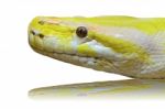 Head Albino Python Snake Isolated On White Stock Photo