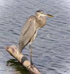 Image Of A Great Blue Heron Standing On A Log Stock Photo