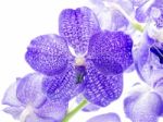 Blue Orchid Stock Photo