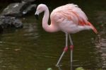 Chilean Flamingo (phoenicopterus Chilensis) Stock Photo
