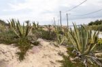 Agave Cactus Plant On Sand Dunes Stock Photo