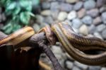 Two Snakes In City Zoo Stock Photo