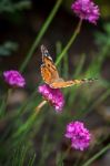 Close-up Of A Painted Lady (vanessa Cardui) Butterfly Stock Photo