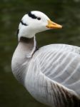 Indian Goose With Water Background Stock Photo