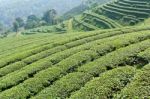 Green Tea Farm On A Hillside Stock Photo