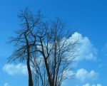 Drawing Of Acacias On A Sky Background Stock Photo