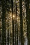 Snow Covered Pine Forest In Winter Dawn Light Stock Photo