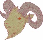Mountain Goat Ram Head Drawing Stock Photo