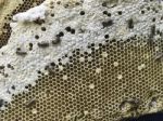 Close Up Of Fresh Bee Honeycomb Nest Stock Photo