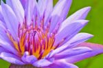 Close Up Pollen Of Purple Lotus ( Nymphaea Nouchali ) Stock Photo