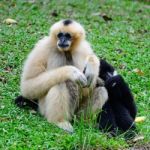 White-cheeked Gibbon Stock Photo