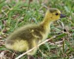Beautiful Funny Isolated Photo With A Chick Of The Canada Geese Stock Photo