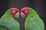 Red Masked Conure Stock Photo